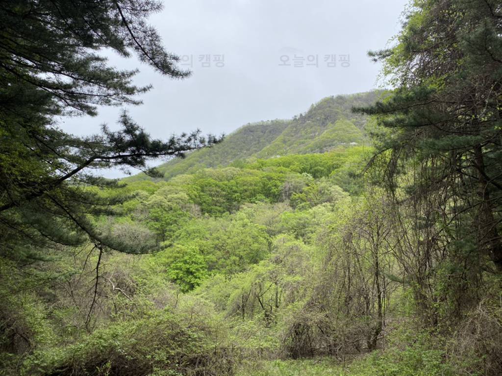 서리산 잣나무 휴양림 캠핑장