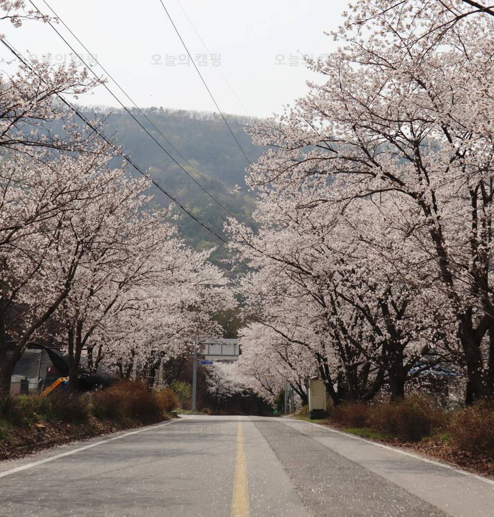 산꽃벚꽃마을 오토캠핑장