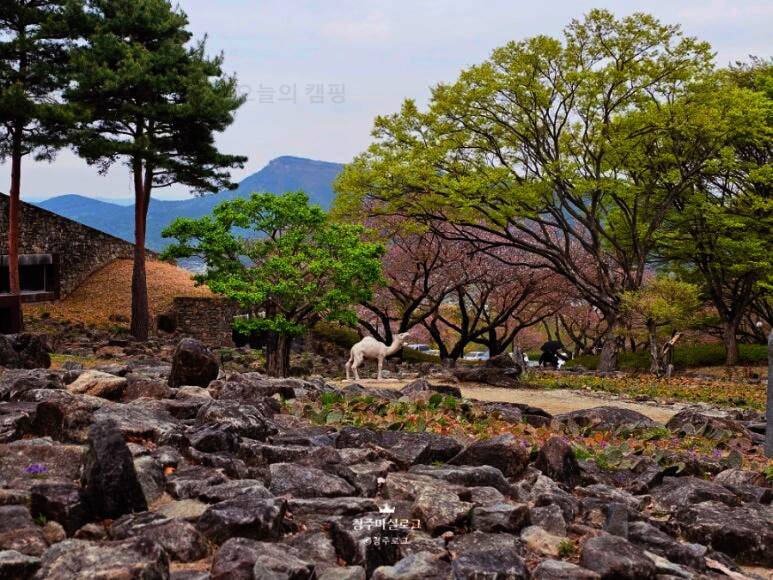 수피아캠핑카라반