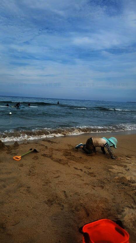 강릉 금진리321카라반