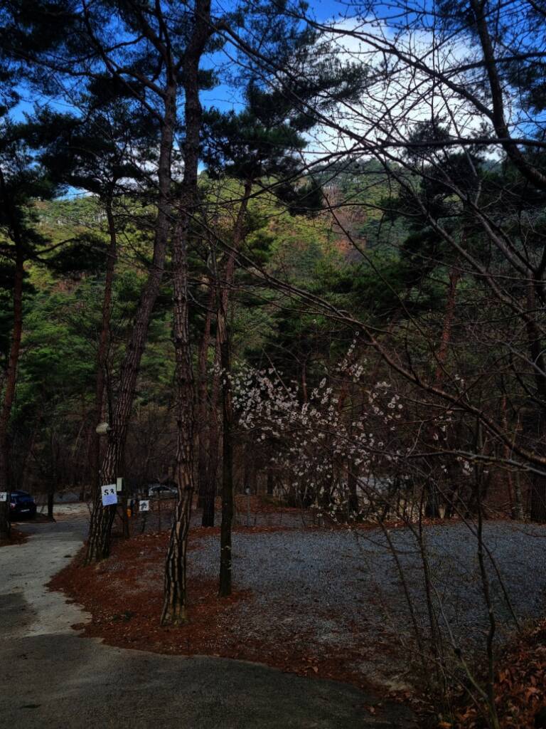 두레관광농원 아리솔캠핑장