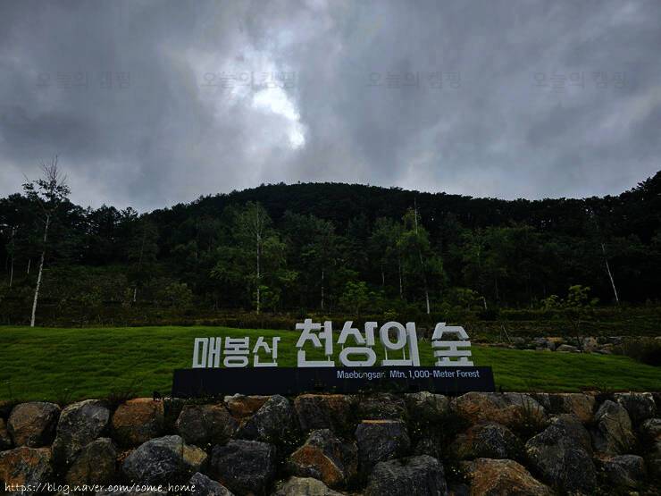 매봉산 천상의 숲